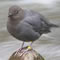 american dipper