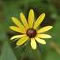 brown eyed susan