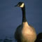 canada goose