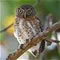 pygmy owl