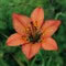 wood lily
